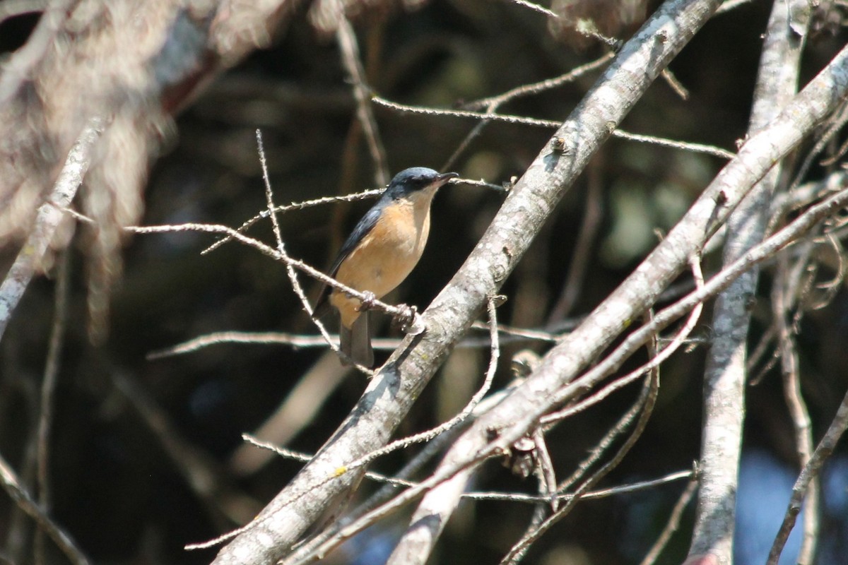 Rusty Flowerpiercer - ML363927811