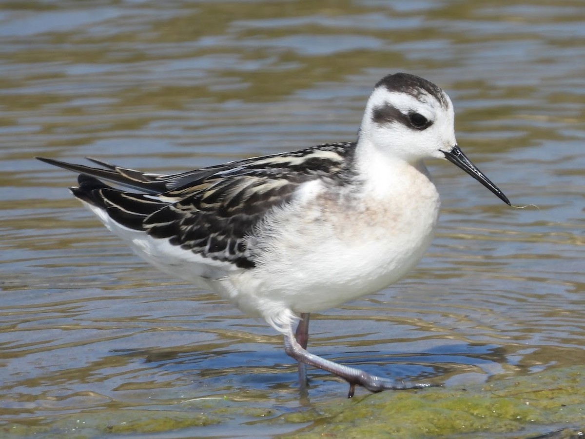 Red-necked Phalarope - Long-eared Owl