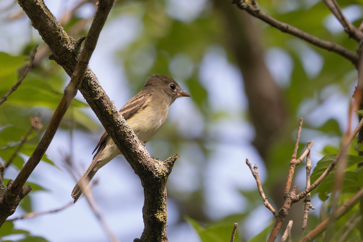 Eastern Wood-Pewee - Kalvin Chan