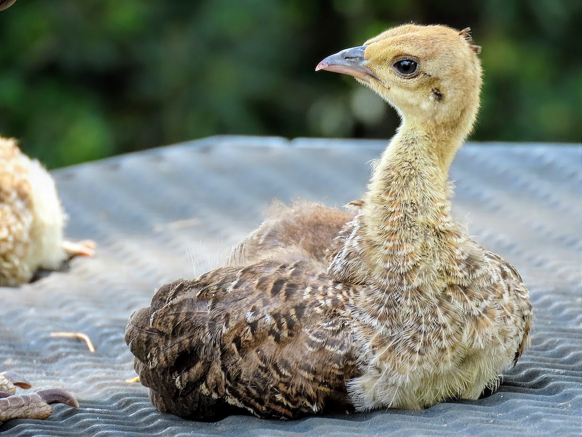 Indian Peafowl (Domestic type) - ML363930321