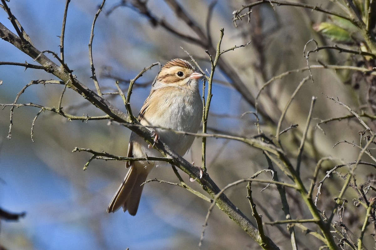 Clay-colored Sparrow - Michael Pang