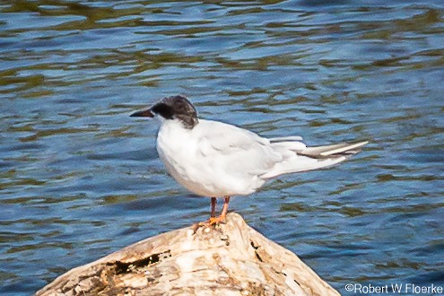 Forster's Tern - ML363932121