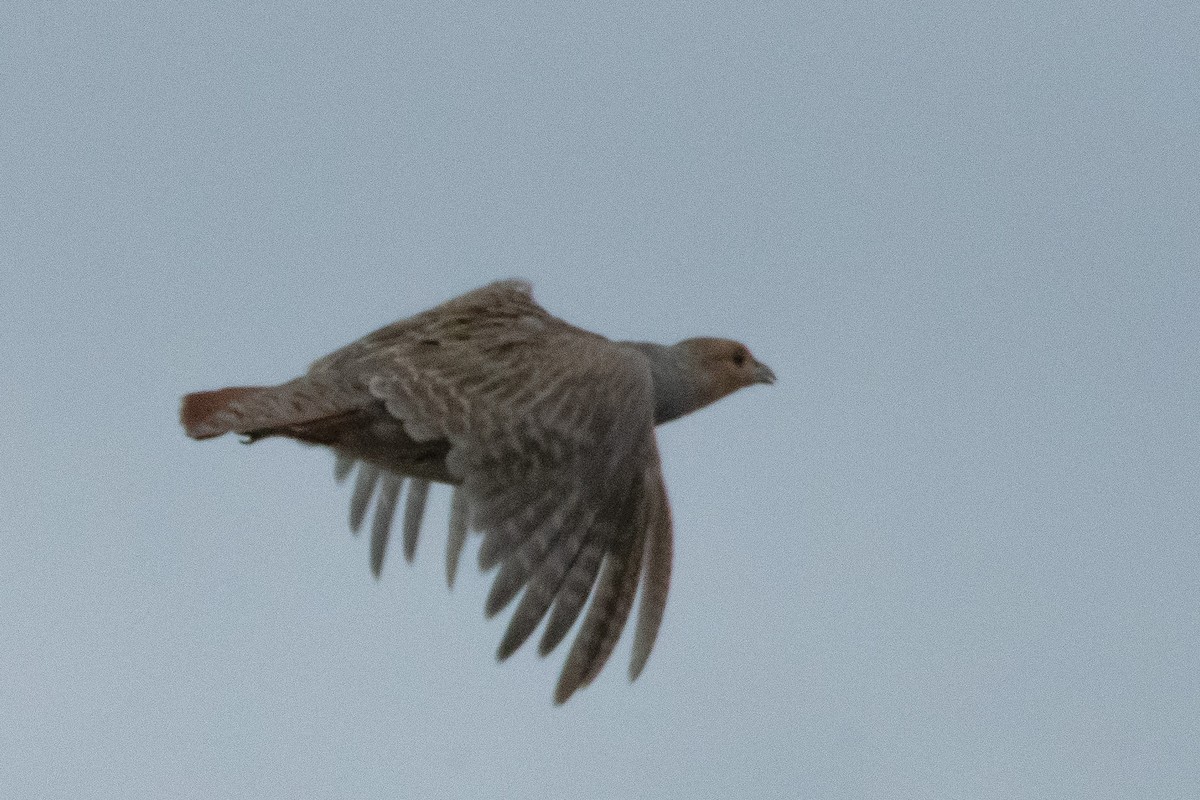 Gray Partridge - Erin  Bowen