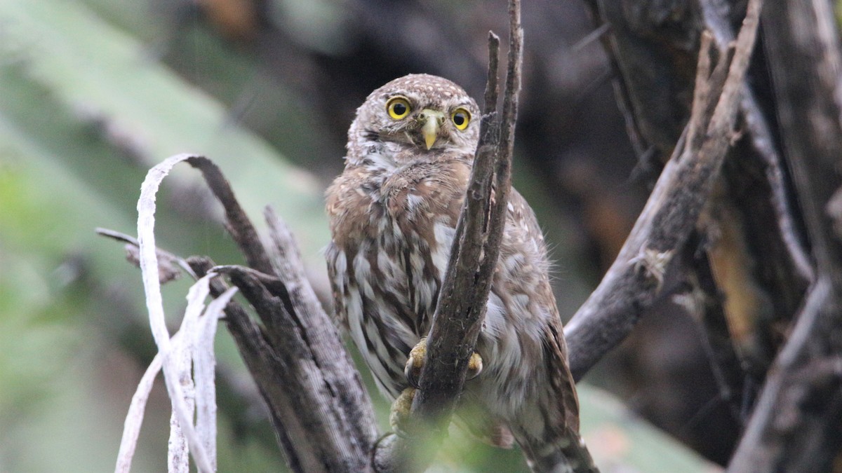 Northern Pygmy-Owl - ML363933331