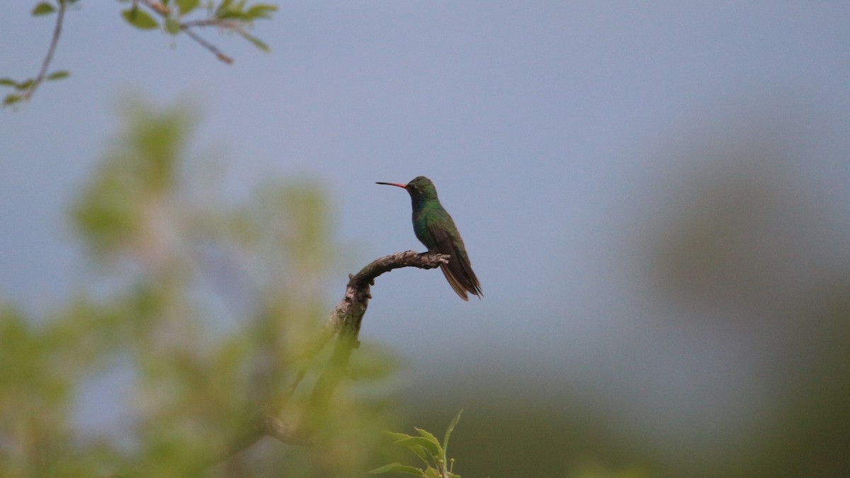 Broad-billed Hummingbird - ML363933491