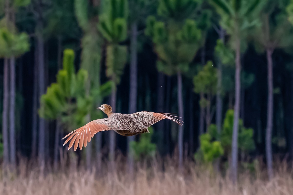 Red-winged Tinamou - Pablo Ramos