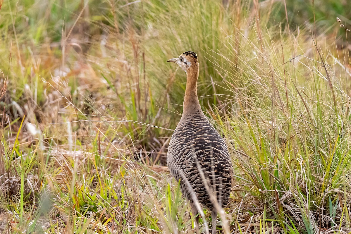 Red-winged Tinamou - ML363933811
