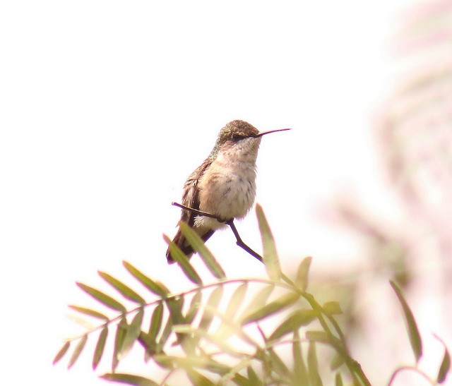 Rufous Hummingbird - Anuar López