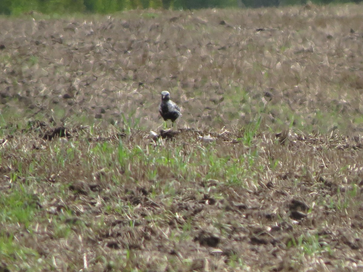 Black-bellied Plover - ML363937231