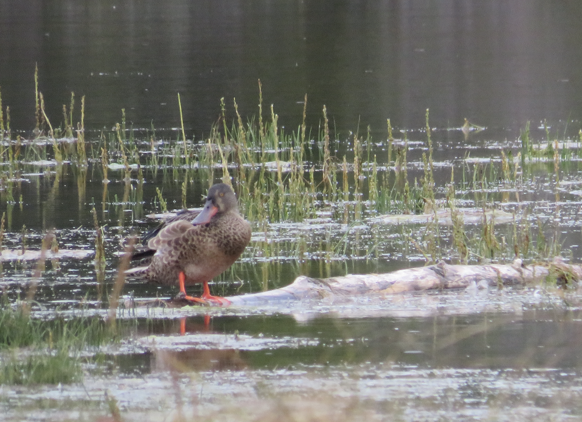 Kaşıkgaga - ML363938711