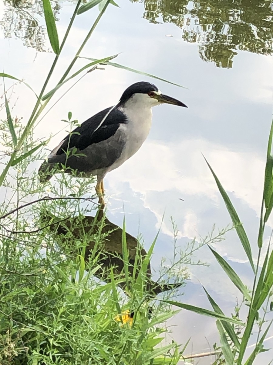 Black-crowned Night Heron - Susan Maloney