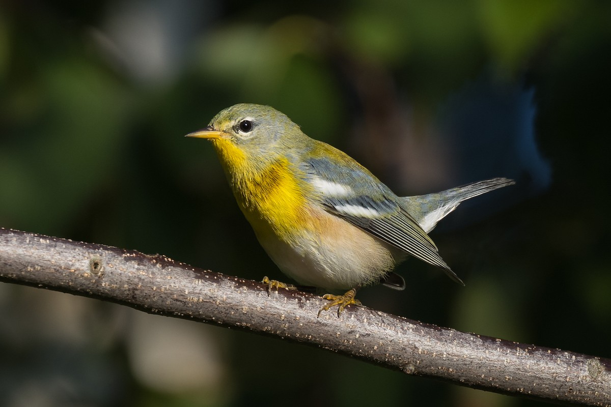 Northern Parula - Lyall Bouchard