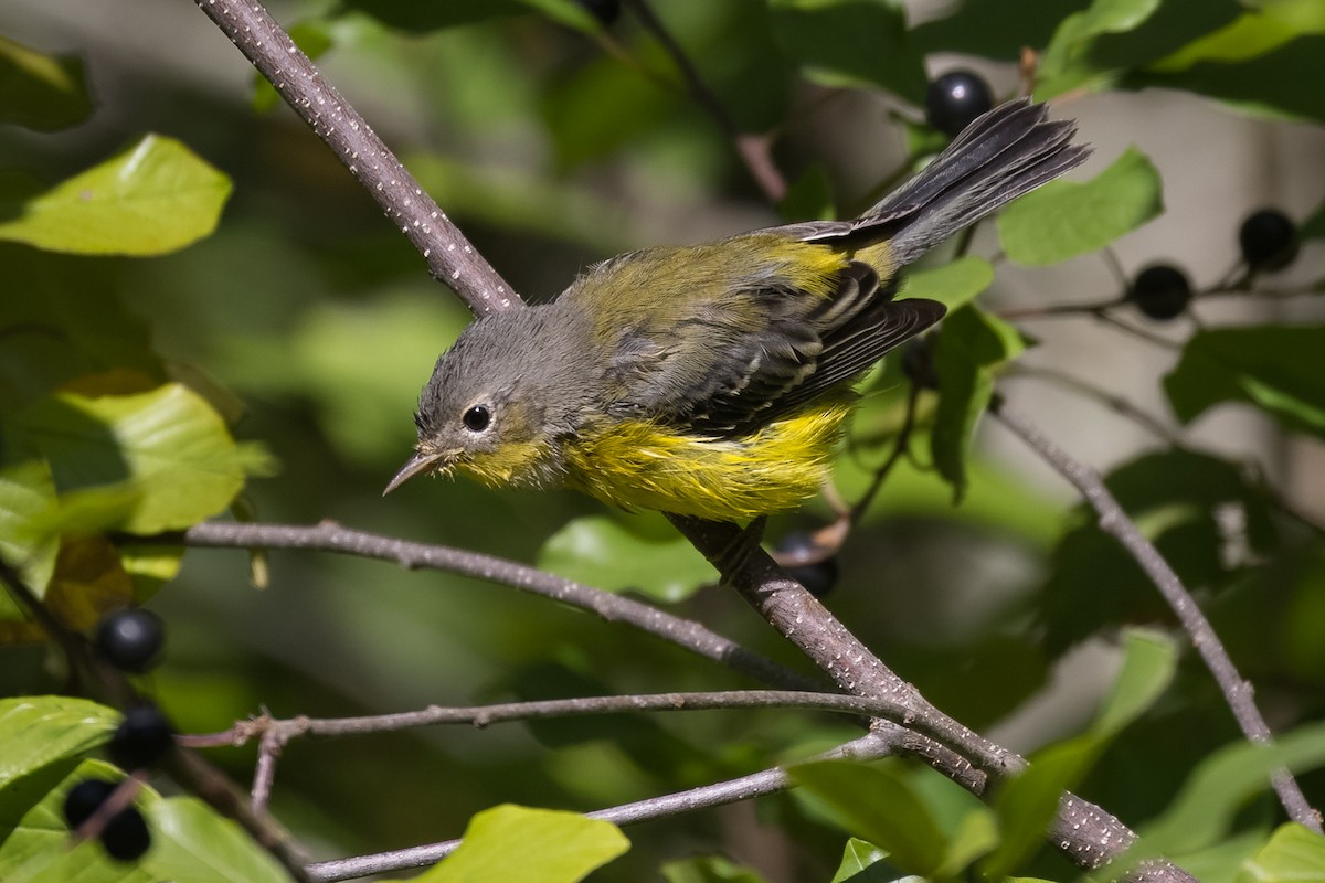 Magnolia Warbler - Lyall Bouchard
