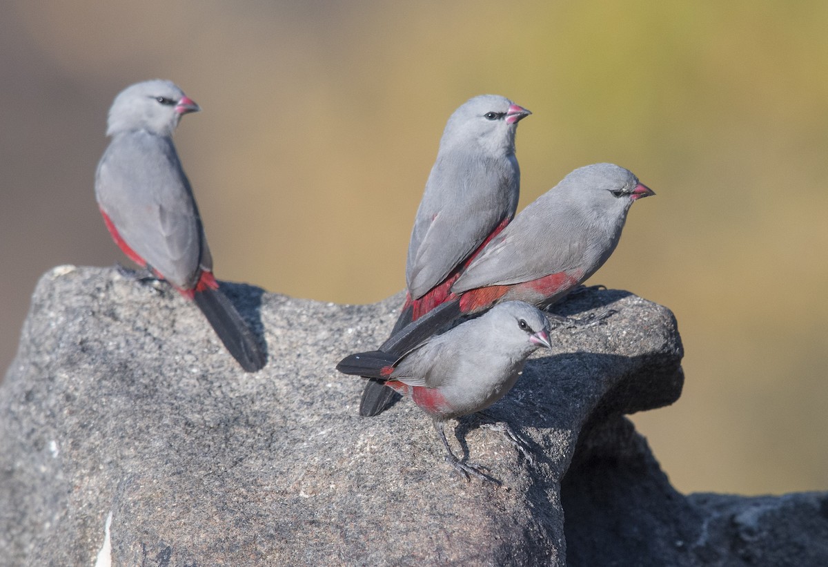 Cinderella Waxbill - Juan van den Heever