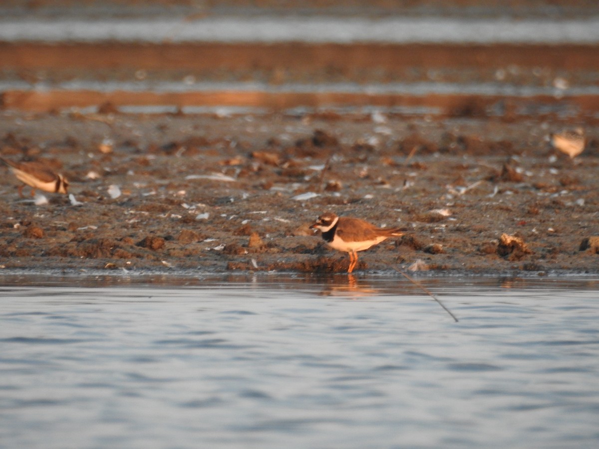 Common Ringed Plover - ML363940061