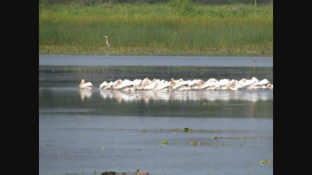 American White Pelican - ML363941701