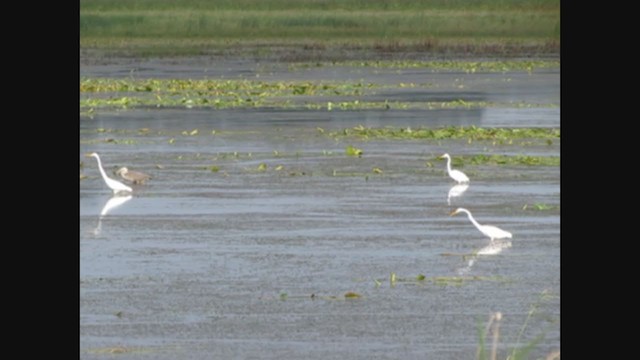 Great Egret - ML363941901