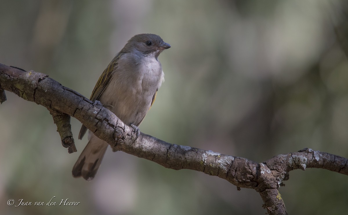 Lesser Honeyguide (Lesser) - ML363943211