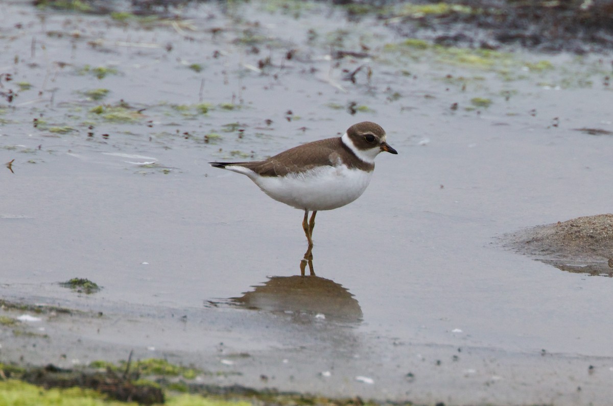 Semipalmated Plover - ML363944851