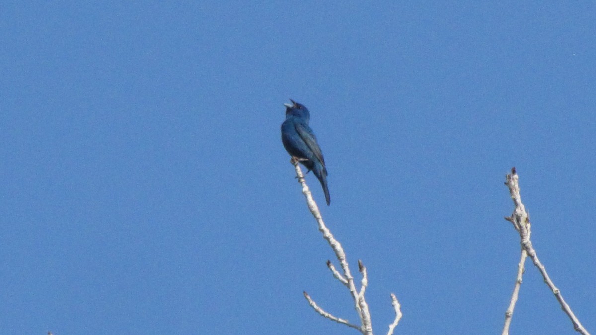 Passerin indigo - ML36394591