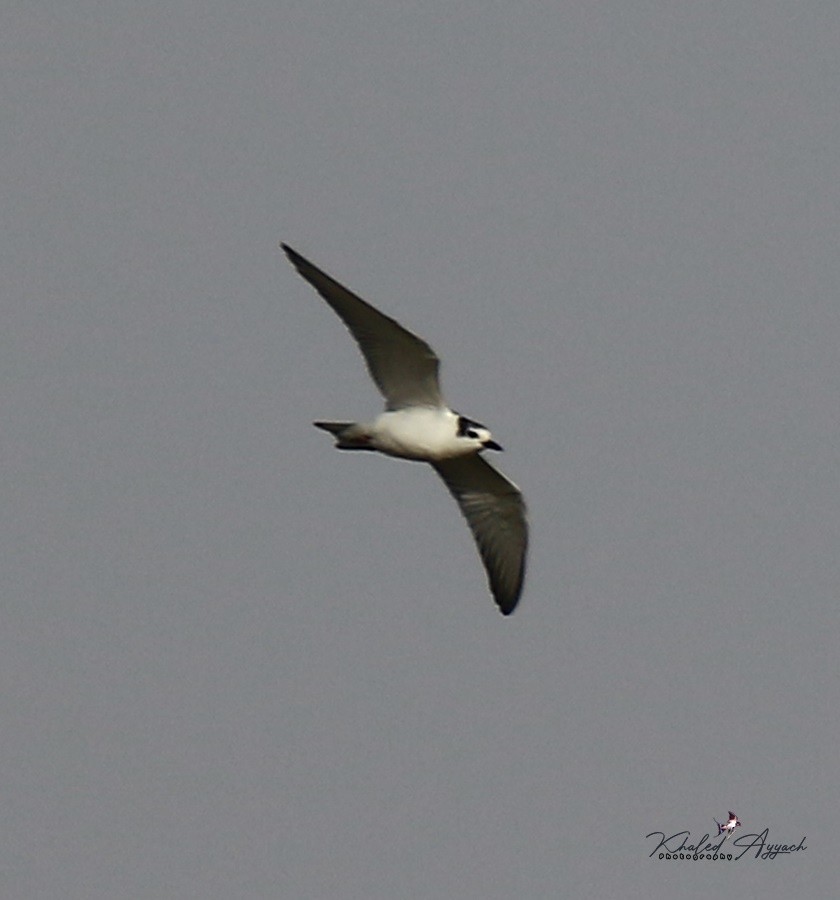 White-winged Tern - ML363946651