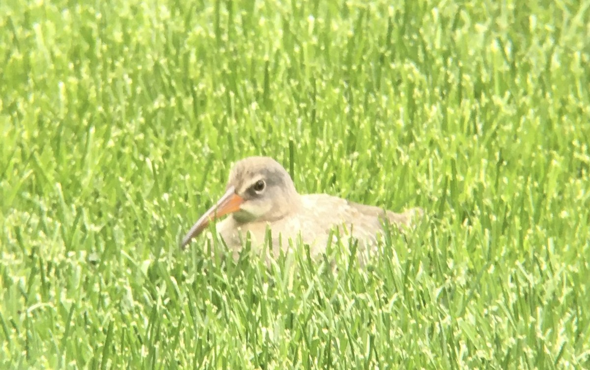 Clapper Rail (Atlantic Coast) - ML363947491