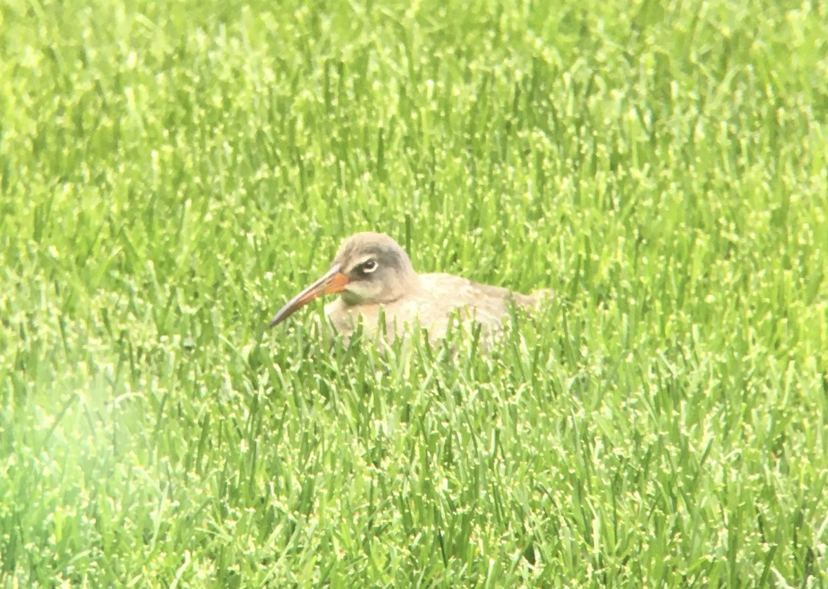 Clapper Rail (Atlantic Coast) - ML363947531