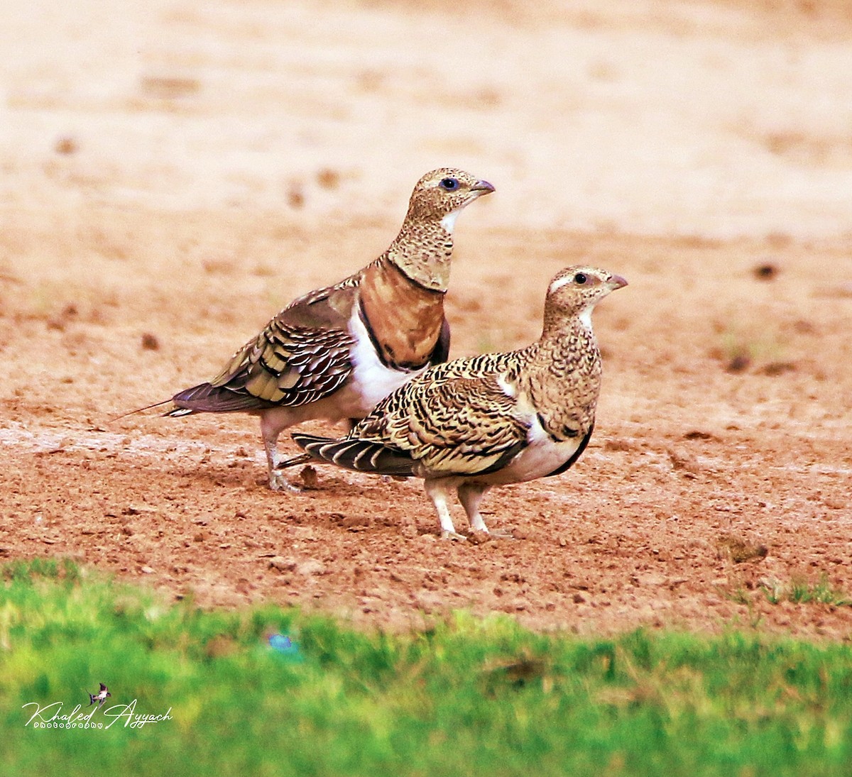 Pin-tailed Sandgrouse - ML363947951