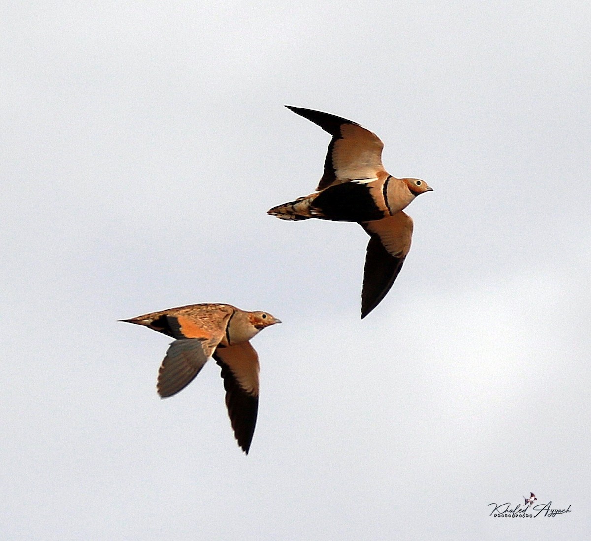 Black-bellied Sandgrouse - ML363947981