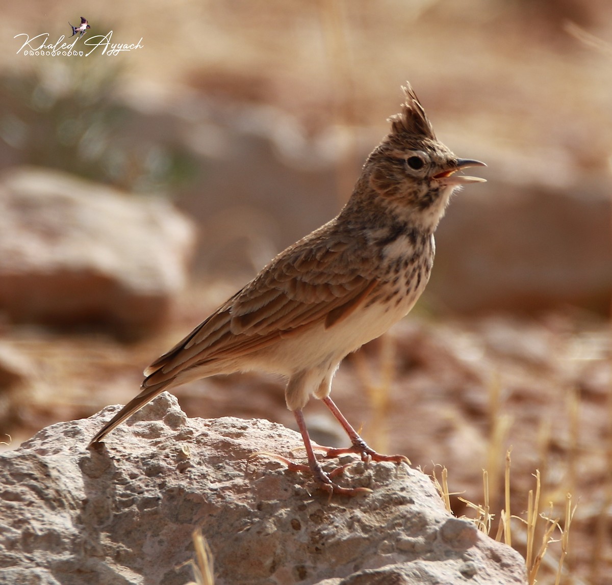 Thekla's Lark - ML363948091