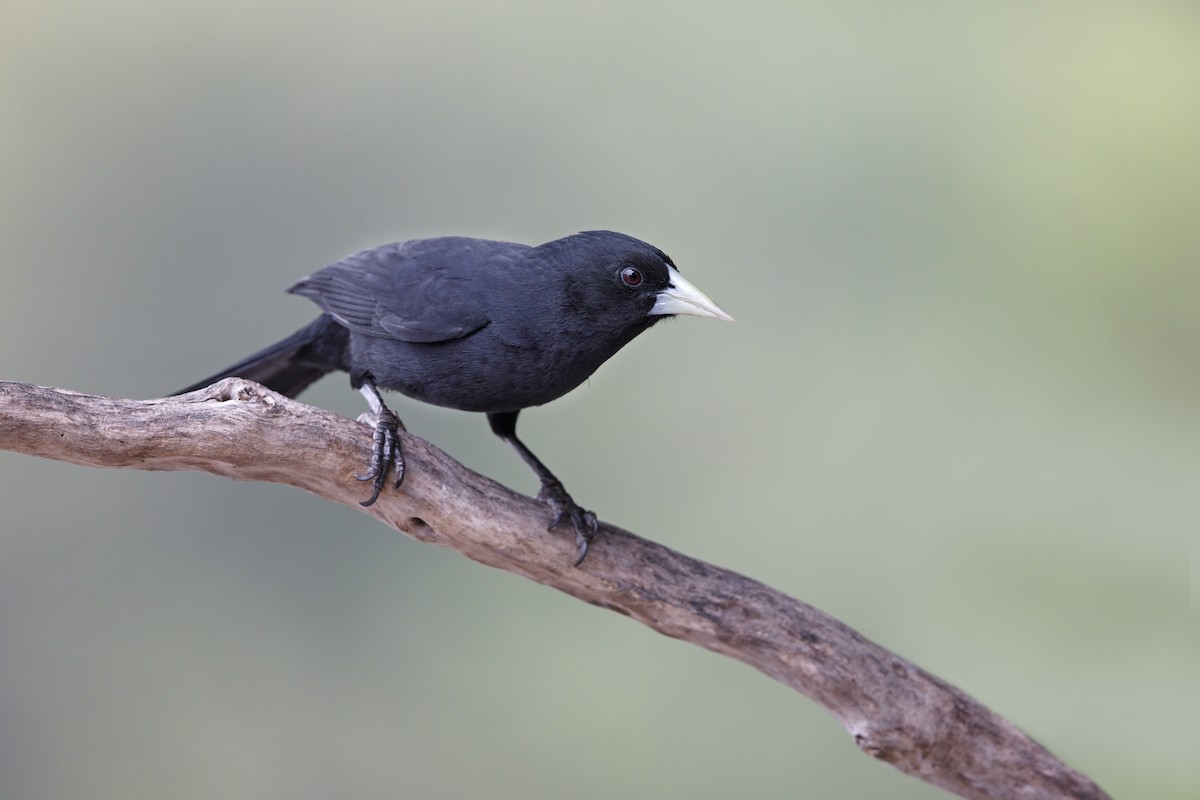 Solitary Black Cacique - ML363948311