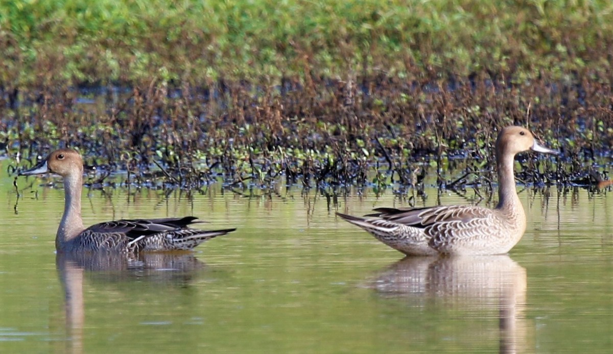 Northern Pintail - ML363948421