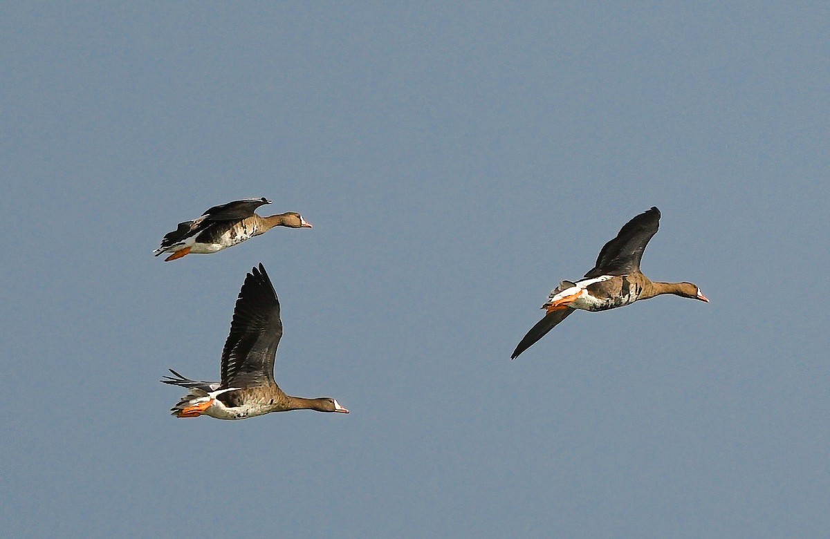 Greater White-fronted Goose (Western) - ML363949851