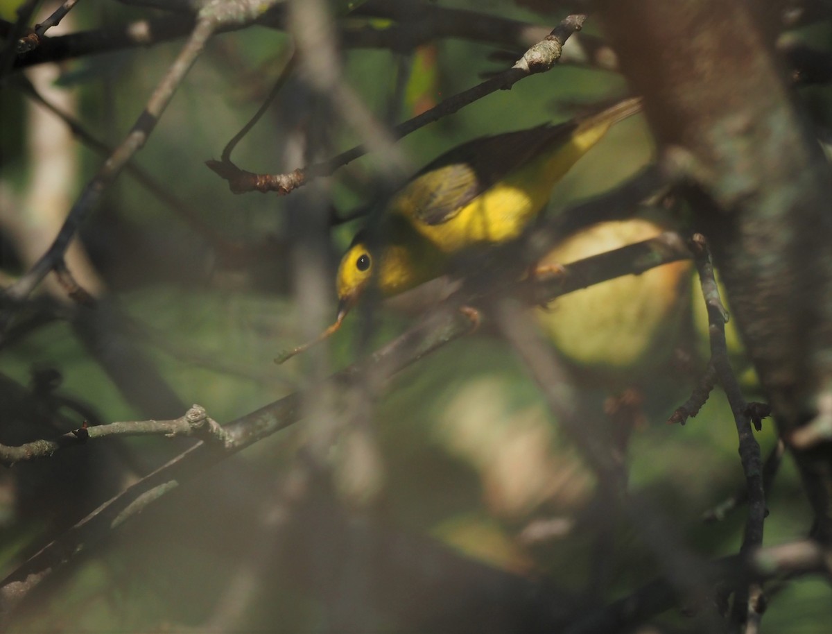 Wilson's Warbler - ML363954551