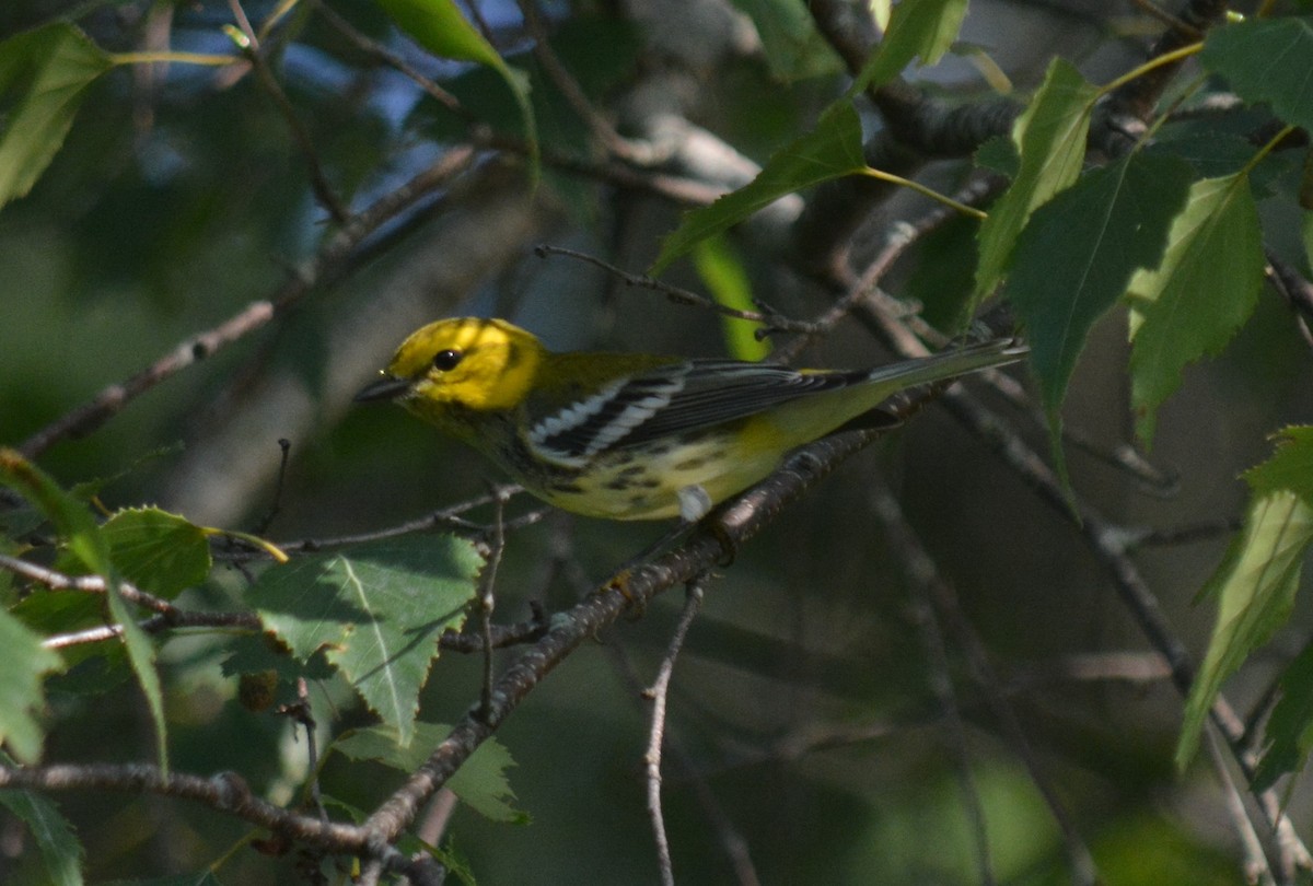 Black-throated Green Warbler - ML363955101