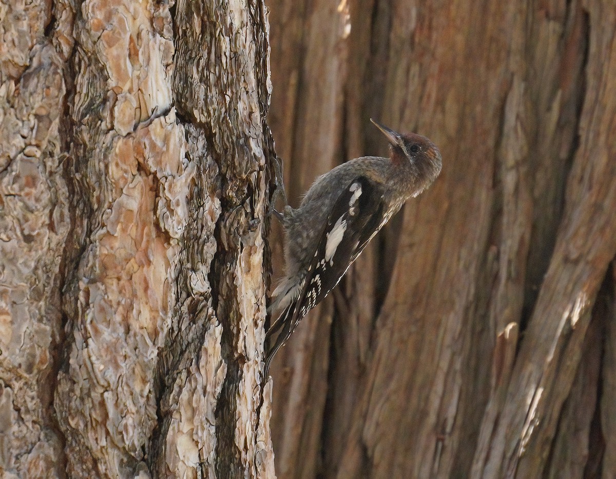 Red-breasted Sapsucker - ML363957841