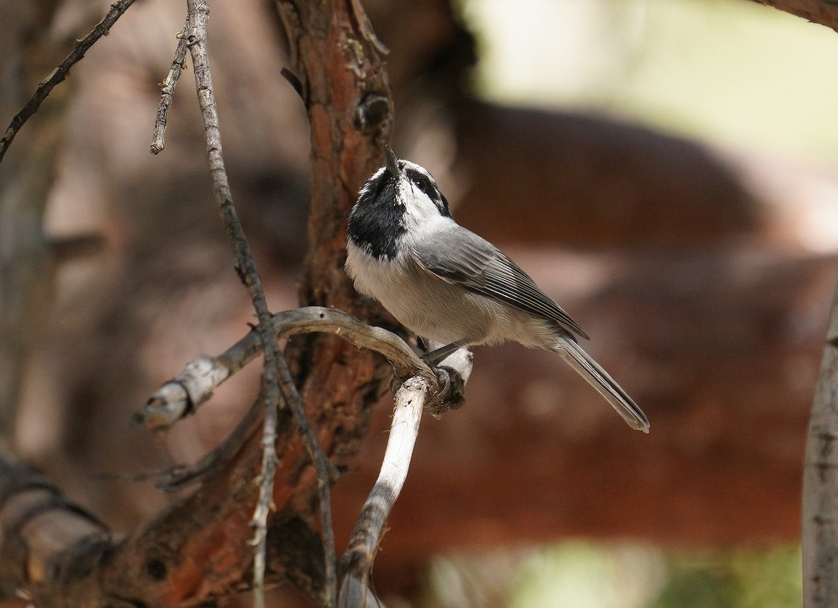 Mountain Chickadee - ML363957931