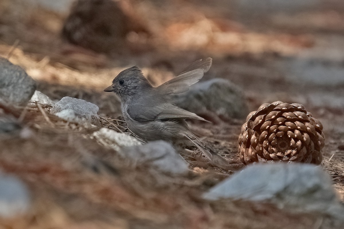 Oak Titmouse - ML363958021