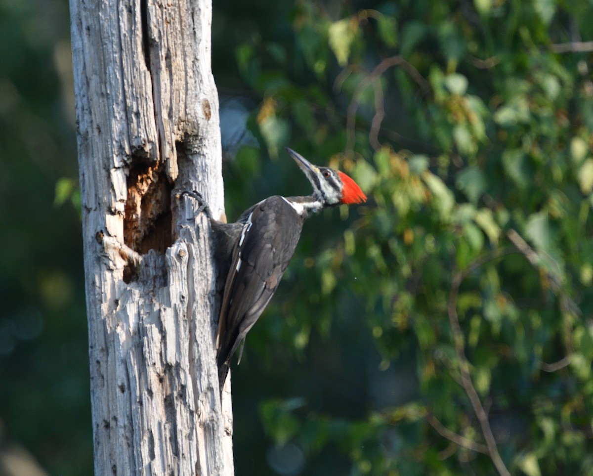 Pileated Woodpecker - Louis Lemay