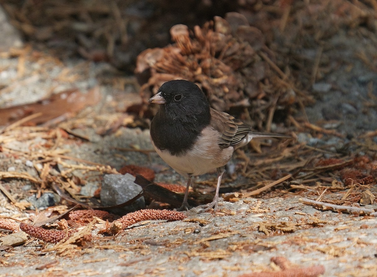 Dark-eyed Junco (Oregon) - ML363959201