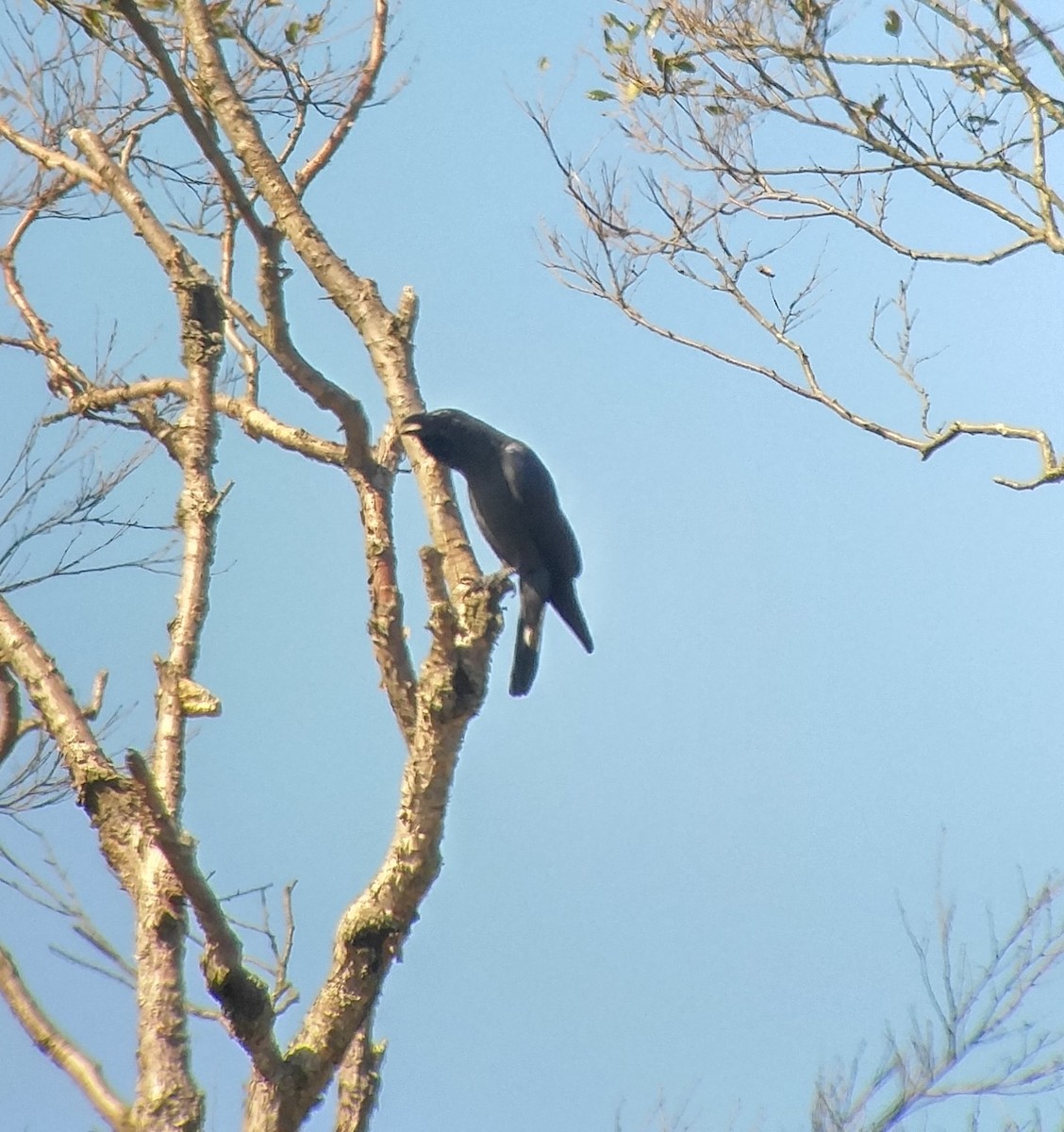 Large-billed Crow - ML36395991