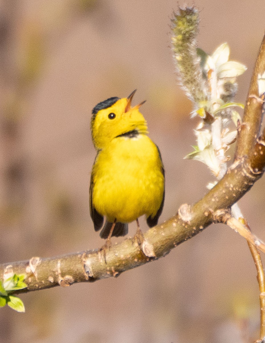 Wilson's Warbler - ML363960691