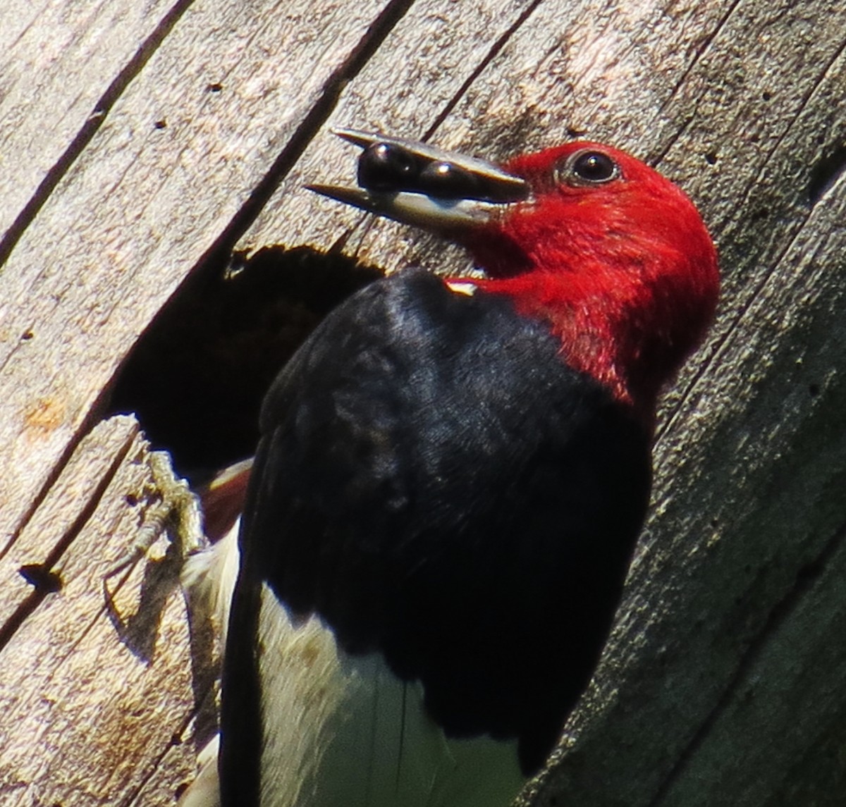 Red-headed Woodpecker - ML363961201