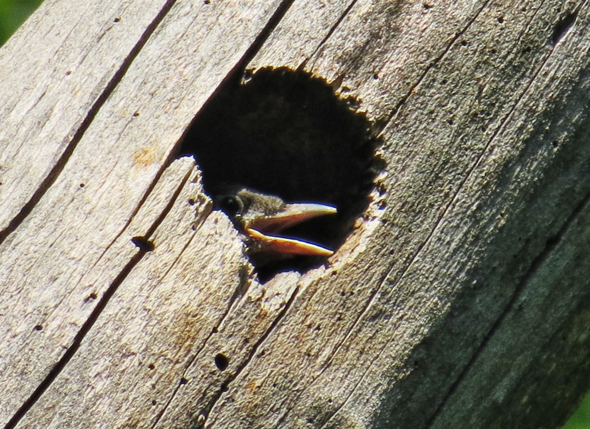 Red-headed Woodpecker - ML363961261