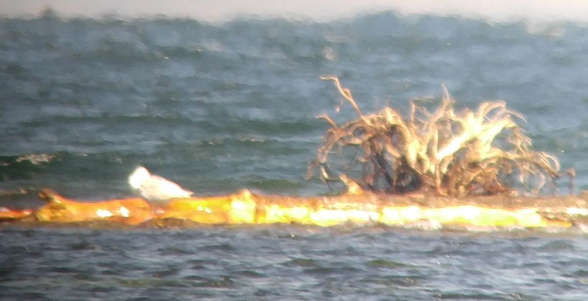 Glaucous Gull - ML36396271