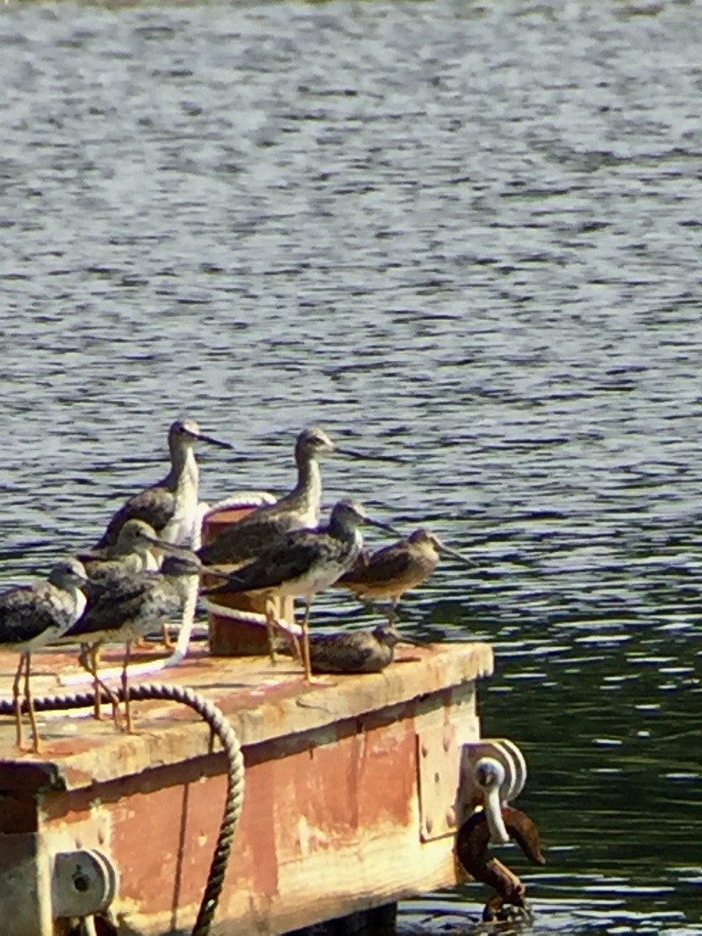 Greater Yellowlegs - ML363963931