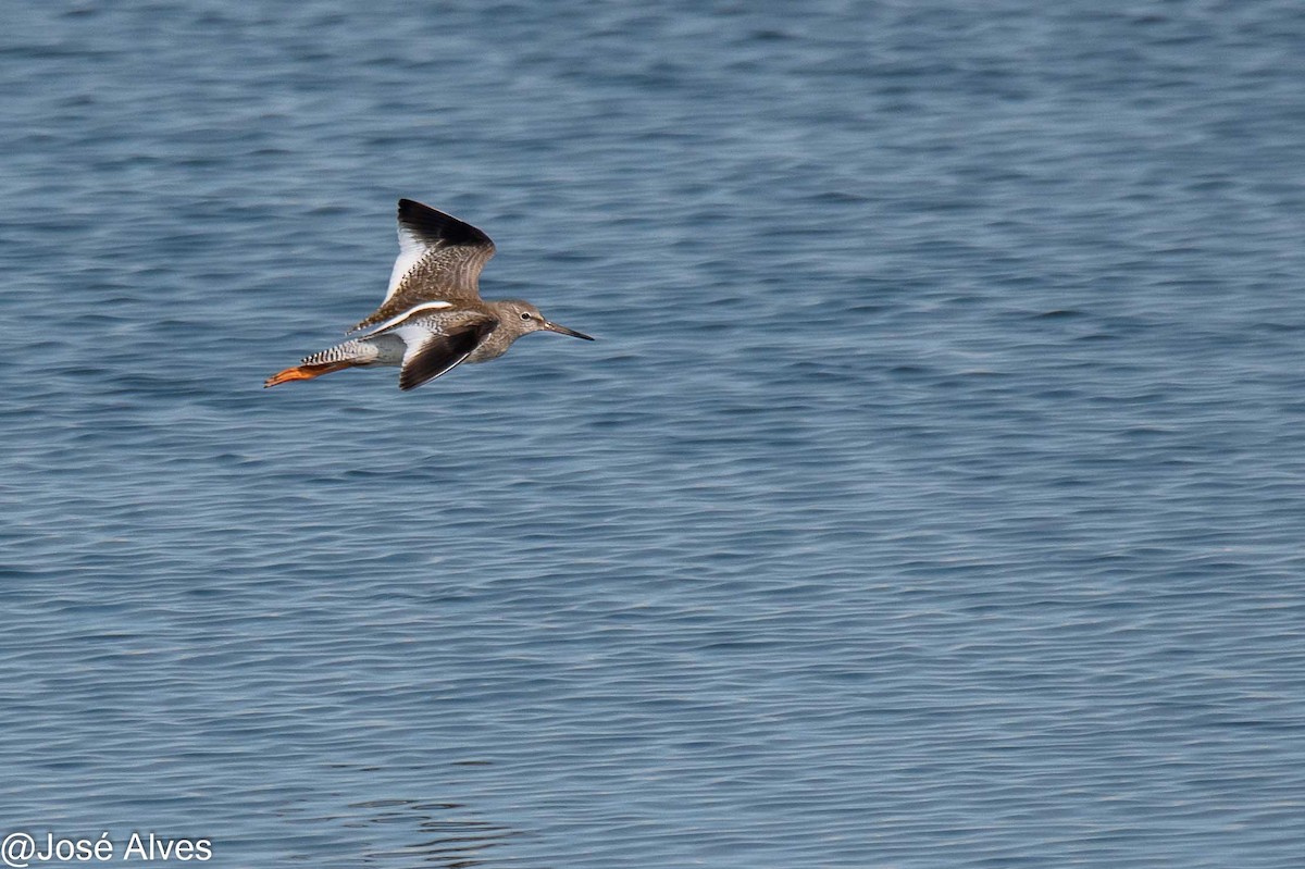 Common Redshank - José Alves