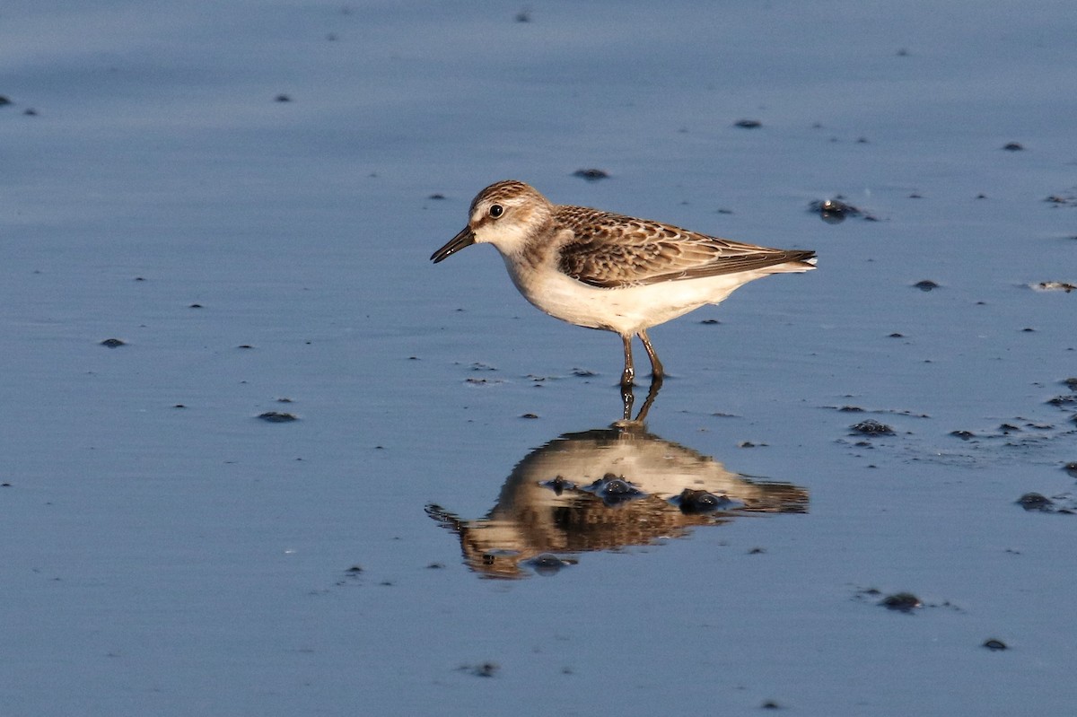 Semipalmated Sandpiper - steve scott