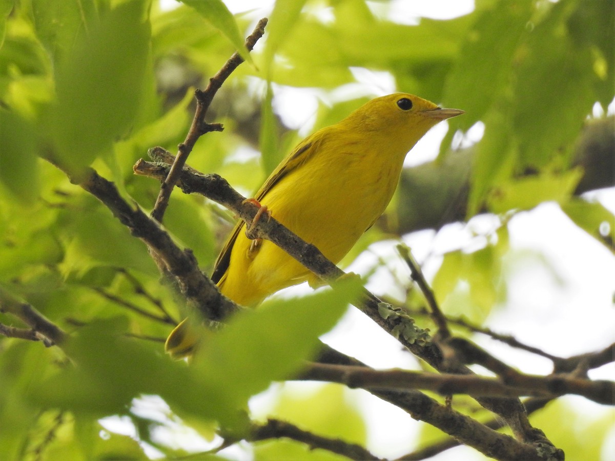 Yellow Warbler - S. K.  Jones