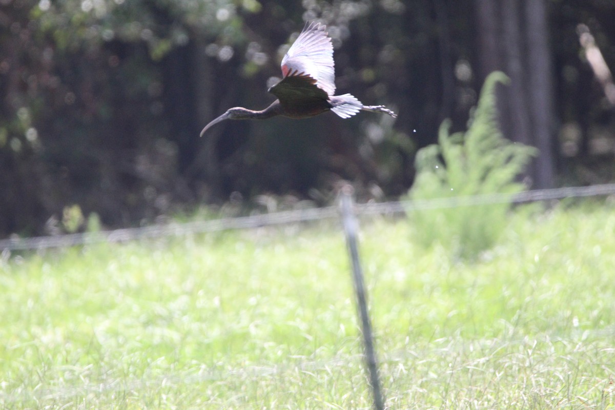 Glossy Ibis - ML363968031